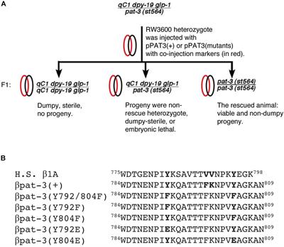 A Novel Mutation in an NPXY Motif of β Integrin Reveals Phenotypes Similar to him-4/hemicentin